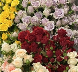 Роза кустовая микс Роза кустовая микс